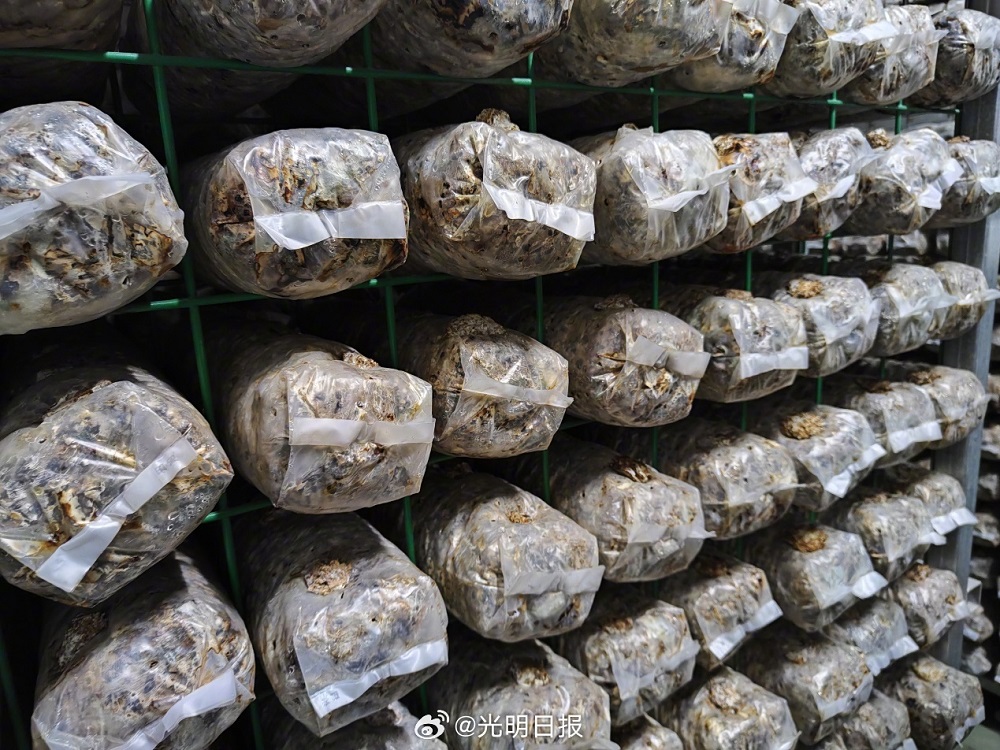 【高质量发展调研行·陕西】小小香菇如何助农脱贫