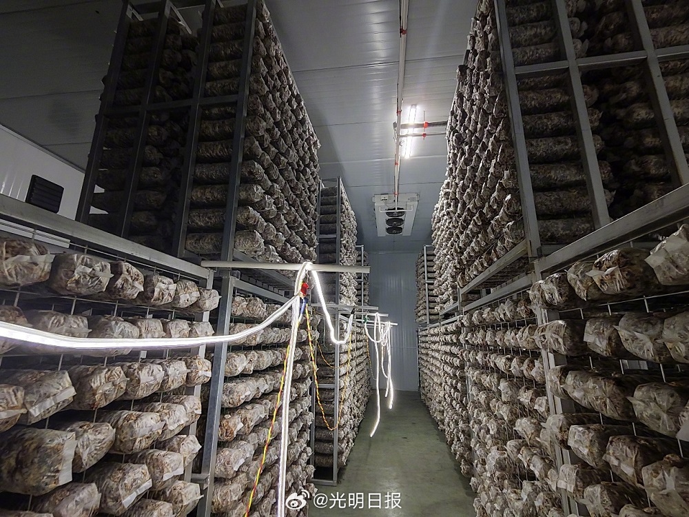 【高质量发展调研行·陕西】小小香菇如何助农脱贫