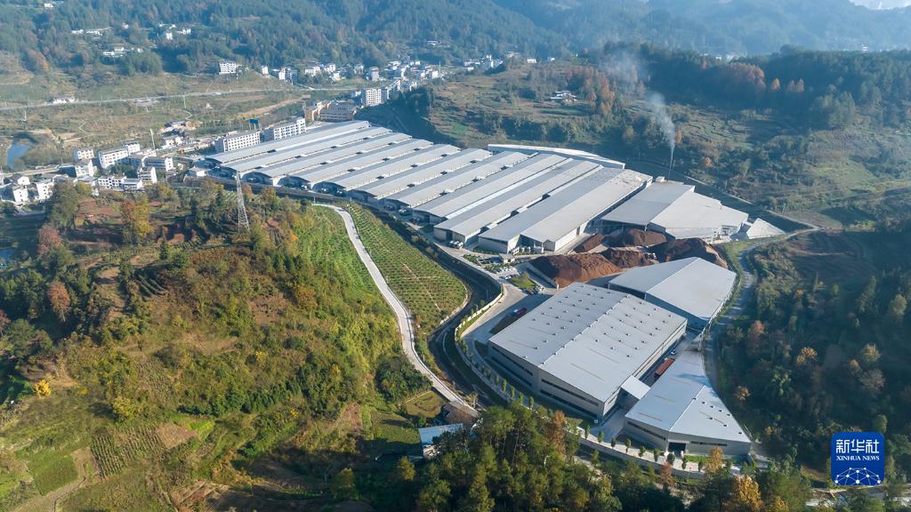 贵州道真：发展食用菌产业带动村民持续稳定增收