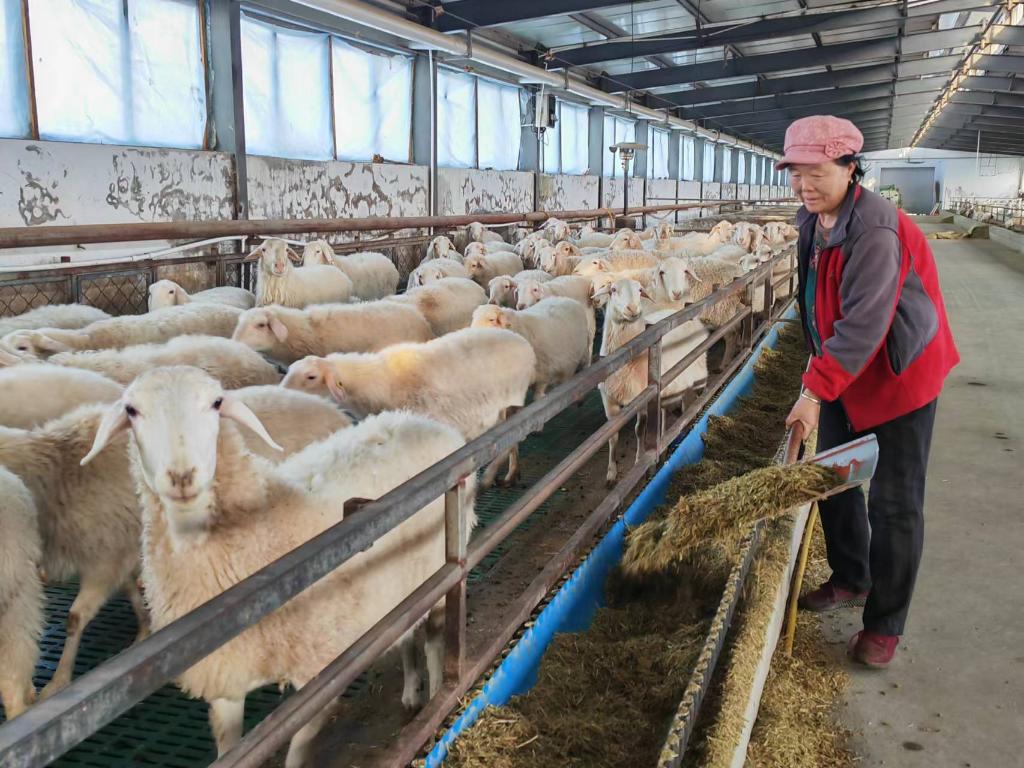 新春走基层·黄土地上的“大食物”｜一只羊的科技含量