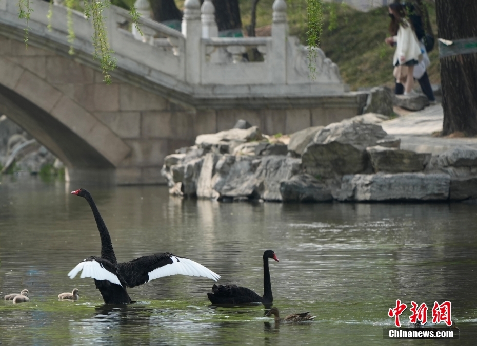 北京圆明园春色宜人