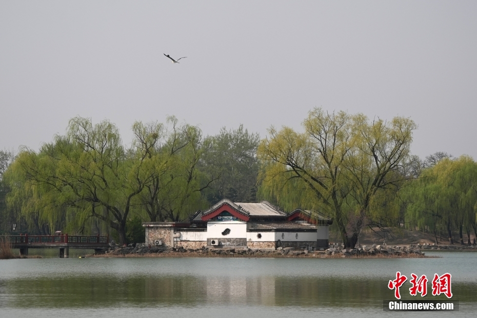 北京圆明园春色宜人