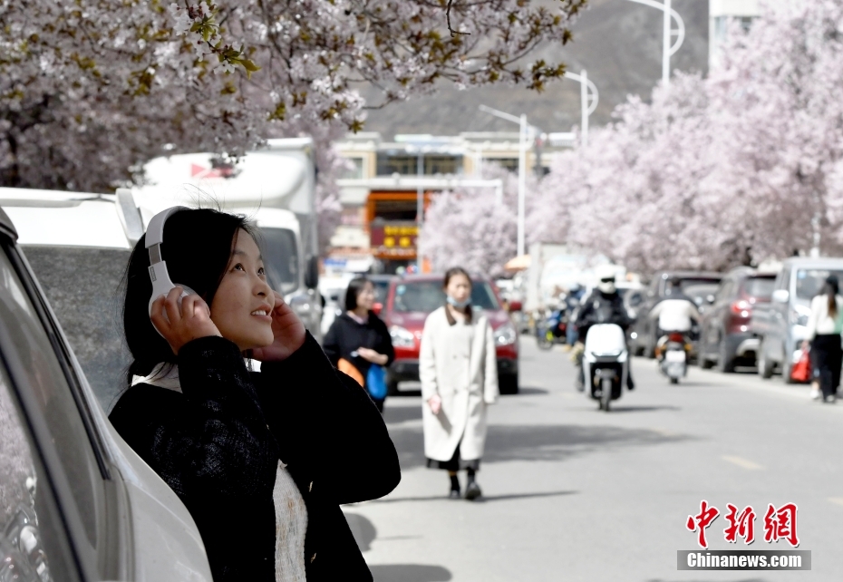 西藏拉萨：街道成市民赏花打卡地