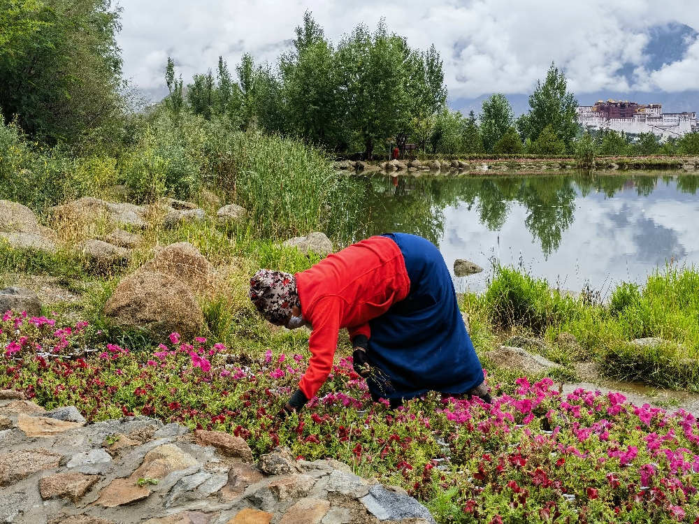 【我们的家园】拉萨南北山绿化工程：绿动高原，绘就生态新画卷