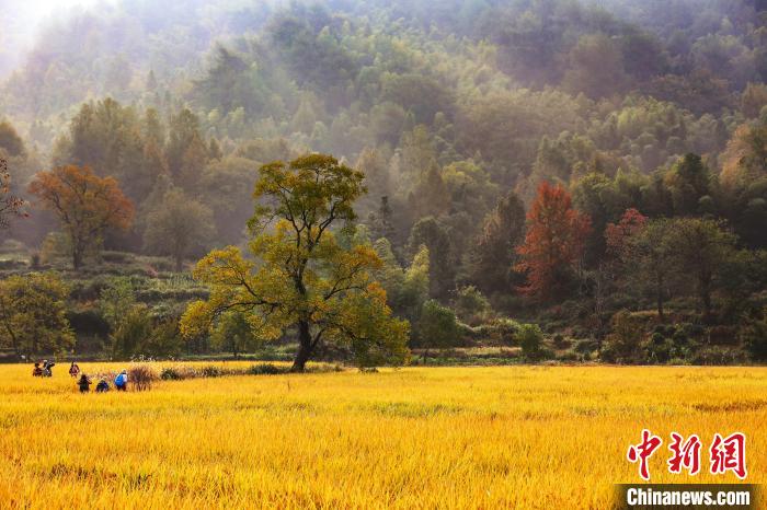 （神州写真）中国年轻人“捡秋热”带动旅游新风潮