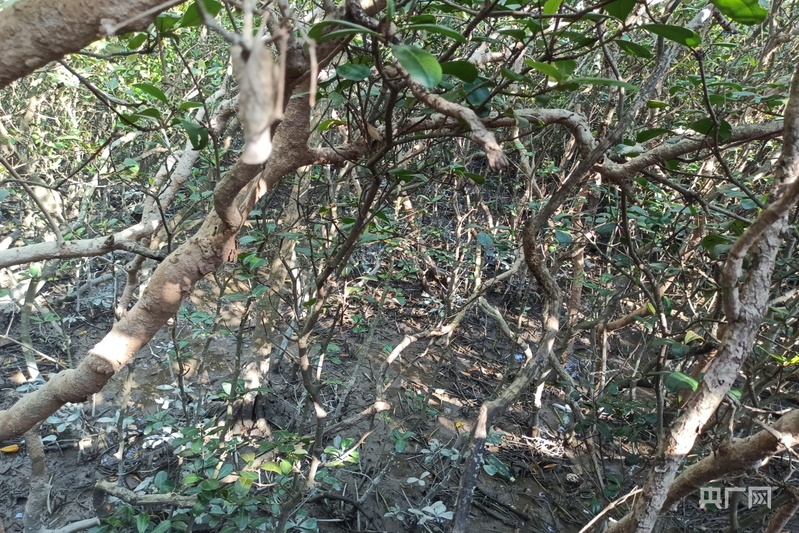 高质量发展看中国|福建宁德：探索生态保护新路径 红树林变身“金树林”