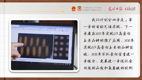 【奋进的春天】玉米粒里寻“粮策”
