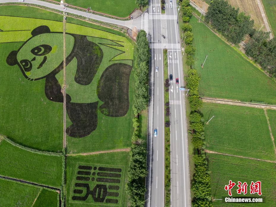 四川成都：彩色水稻种出巨型“大熊猫”