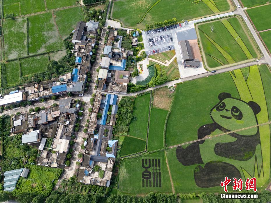 四川成都：彩色水稻种出巨型“大熊猫”
