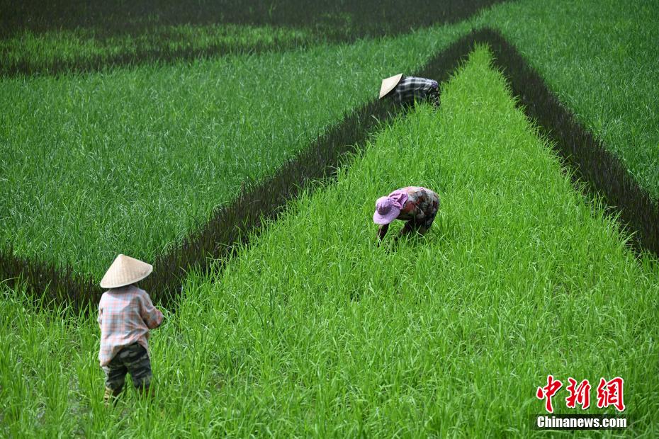 四川成都：彩色水稻种出巨型“大熊猫”