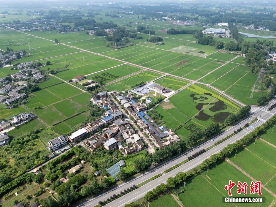 四川成都：彩色水稻种出巨型“大熊猫”