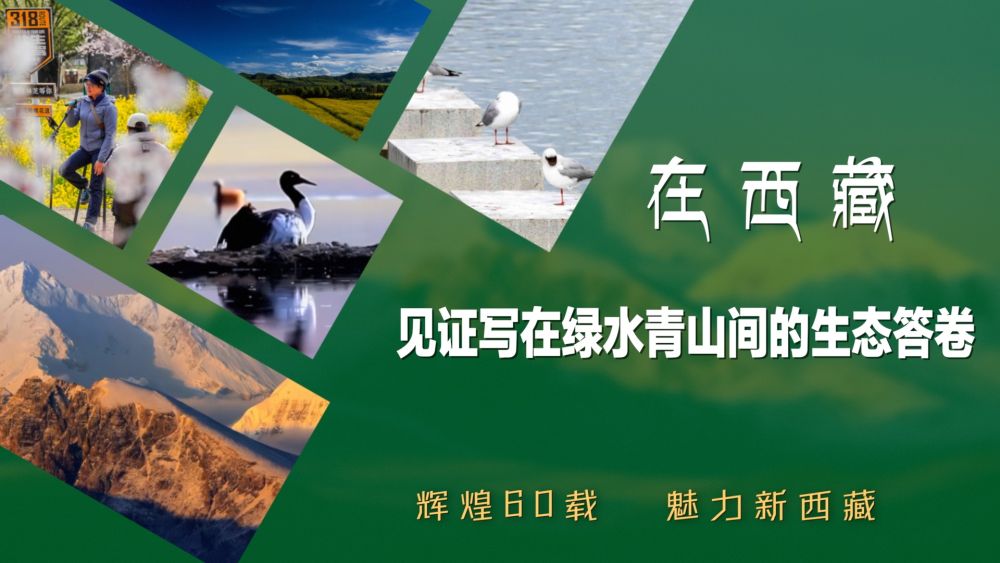 辉煌60载 魅力新西藏|在西藏 见证写在绿水青山间的生态答卷 辉煌60载 魅力新西藏|在西藏 见证写在绿水青山间的生态答卷