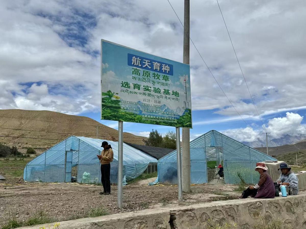 辉煌60年·我们的家园|“天选之种”在西藏错那种出绿色奇迹