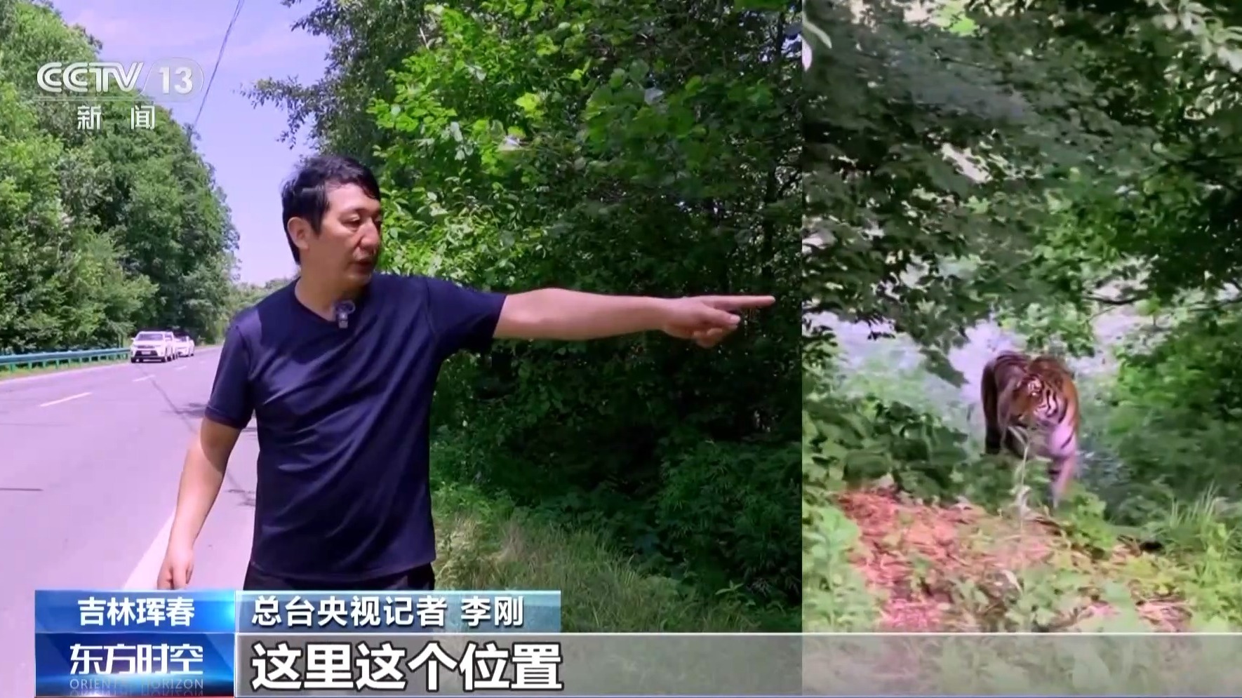 国道上多人“偶遇”同一东北虎 国家公园如何守住人虎安全边界?
