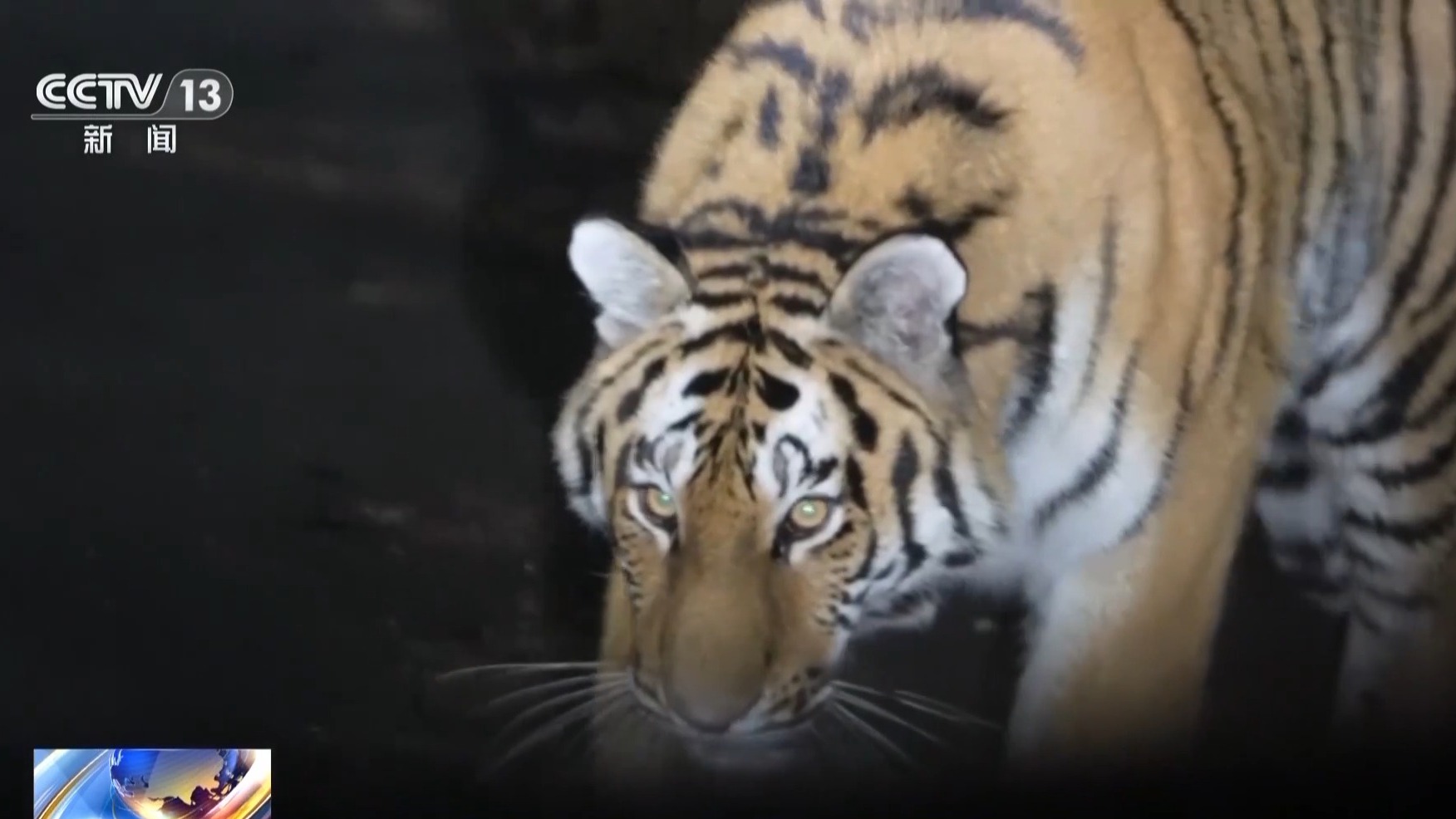 国道上多人“偶遇”同一东北虎 国家公园如何守住人虎安全边界?