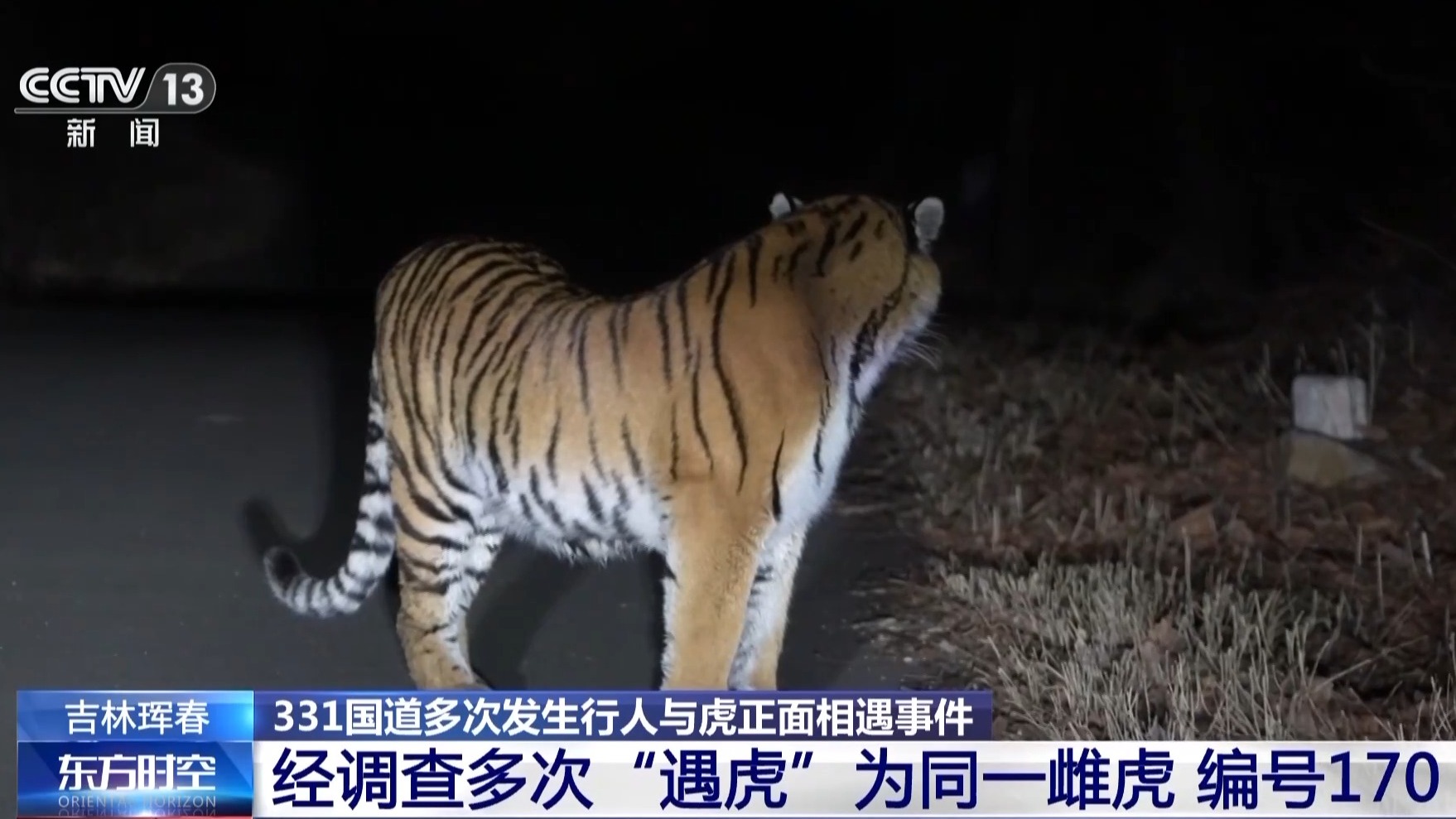 国道上多人“偶遇”同一东北虎 国家公园如何守住人虎安全边界?