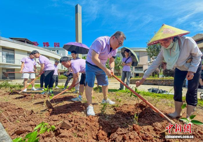 港澳大学生海南白沙植茶树:种下“常回来看看”的念想