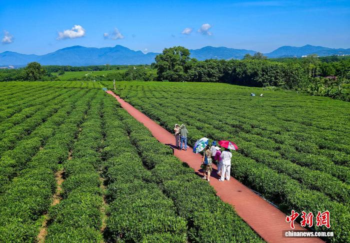 港澳大学生海南白沙植茶树:种下“常回来看看”的念想