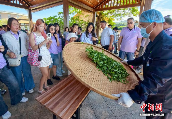 港澳大学生海南白沙植茶树:种下“常回来看看”的念想