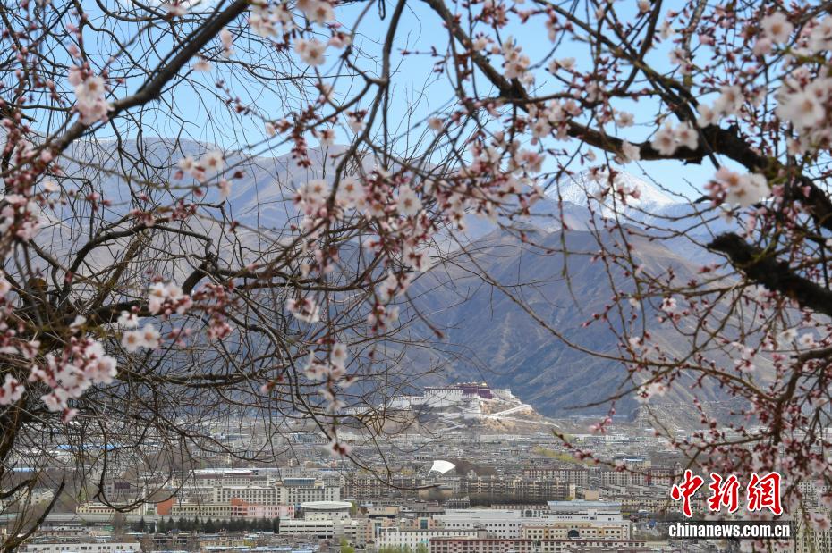 西藏布达拉宫的四季:时光中的文化瑰宝 西藏布达拉宫的四季:时光中的文化瑰宝