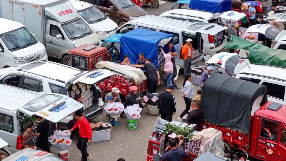 美丽遇甜蜜 消费“别样红”——云南鲜切花七夕节前市场一线观察