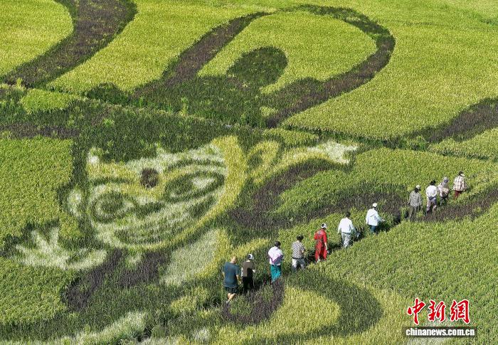 乌鲁木齐：巨幅稻田画吸引游客
