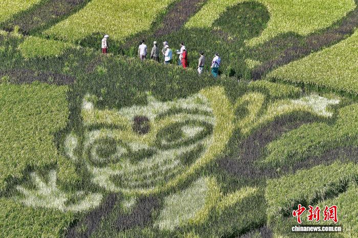 乌鲁木齐：巨幅稻田画吸引游客