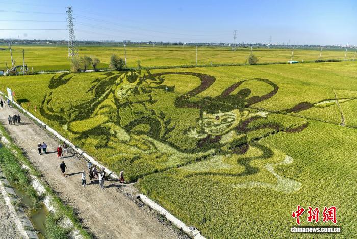 乌鲁木齐：巨幅稻田画吸引游客
