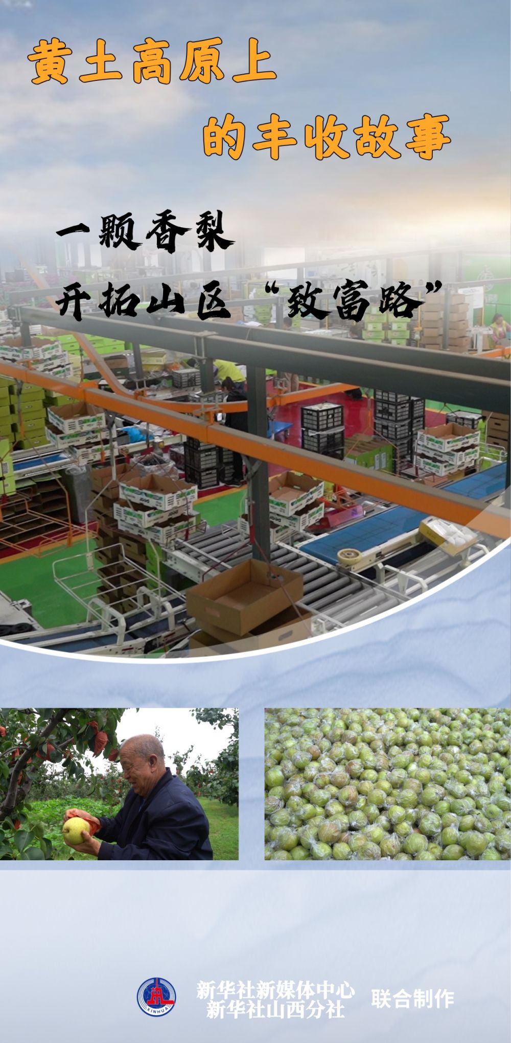 黄土高原上的丰收故事:一颗香梨,开拓山区“致富路” 黄土高原上的丰收故事:一颗香梨,开拓山区“致富路”