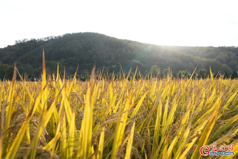 文化中国行·红星照耀中国丨如今延安，更不一般