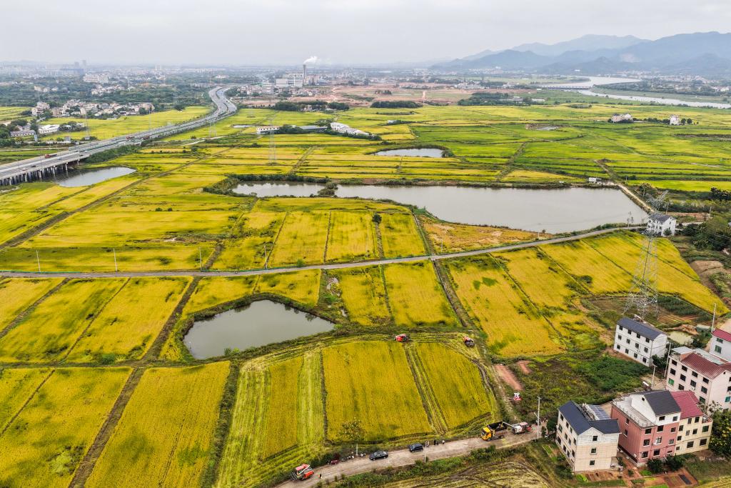 守好粮食生产的命根子!我国拟立法加强耕地保护和质量提升