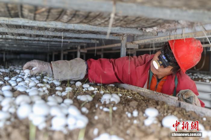 江西乐安：双孢菇采收忙