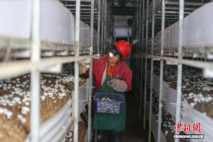 江西乐安：双孢菇采收忙