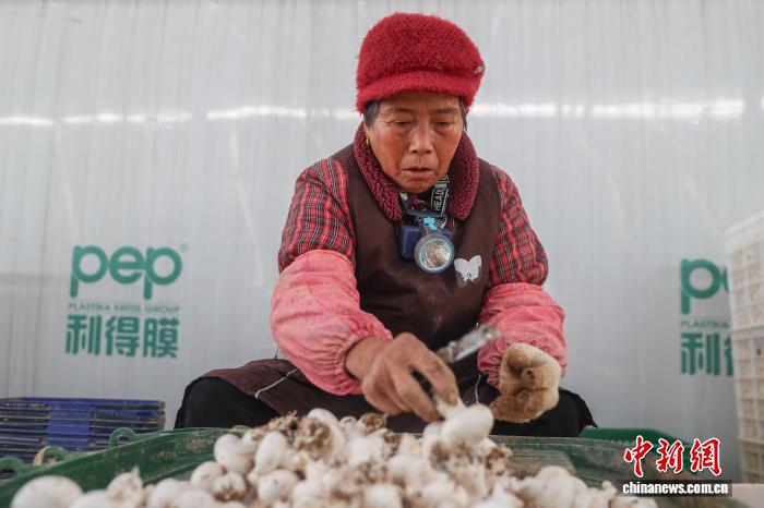 江西乐安：双孢菇采收忙