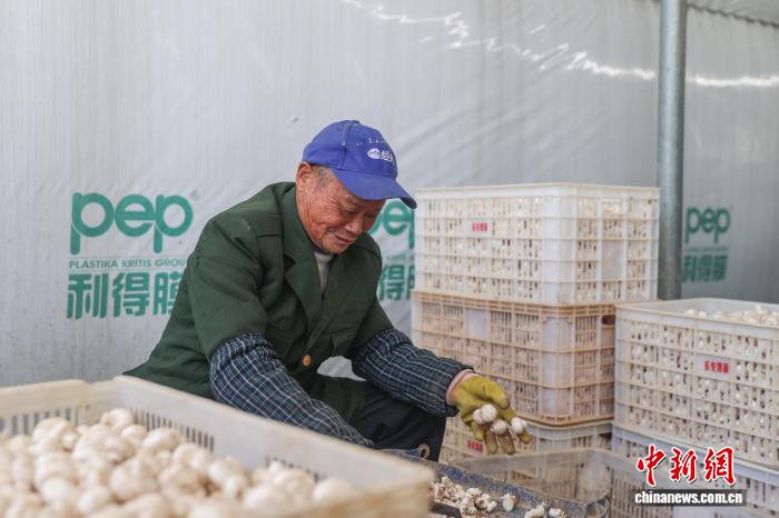 江西乐安：双孢菇采收忙