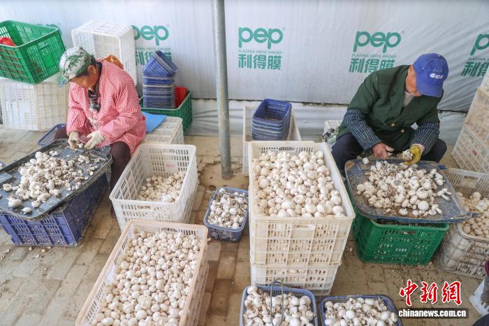 江西乐安：双孢菇采收忙