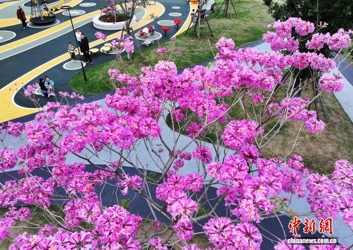 冬日福州口袋公园上演紫色浪漫