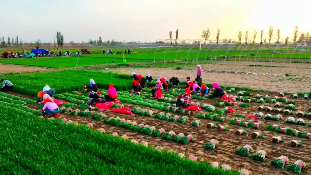 多元特色产业绘就乡村振兴新画卷