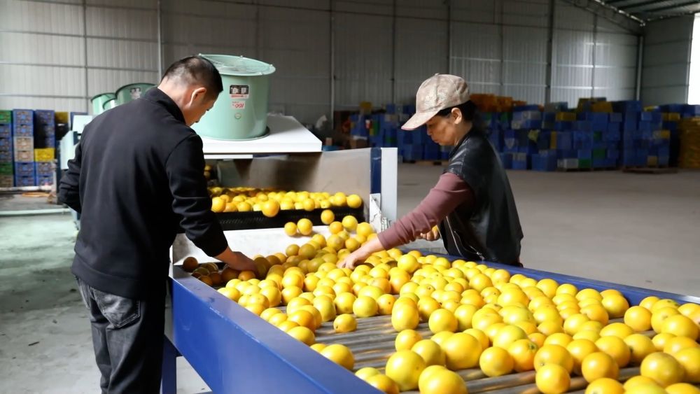 多元特色产业绘就乡村振兴新画卷