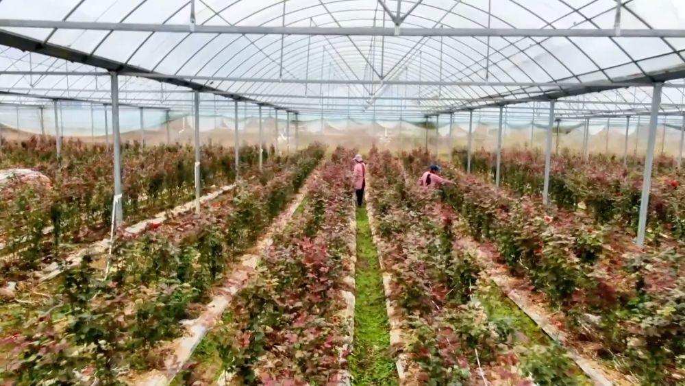 多元特色产业绘就乡村振兴新画卷