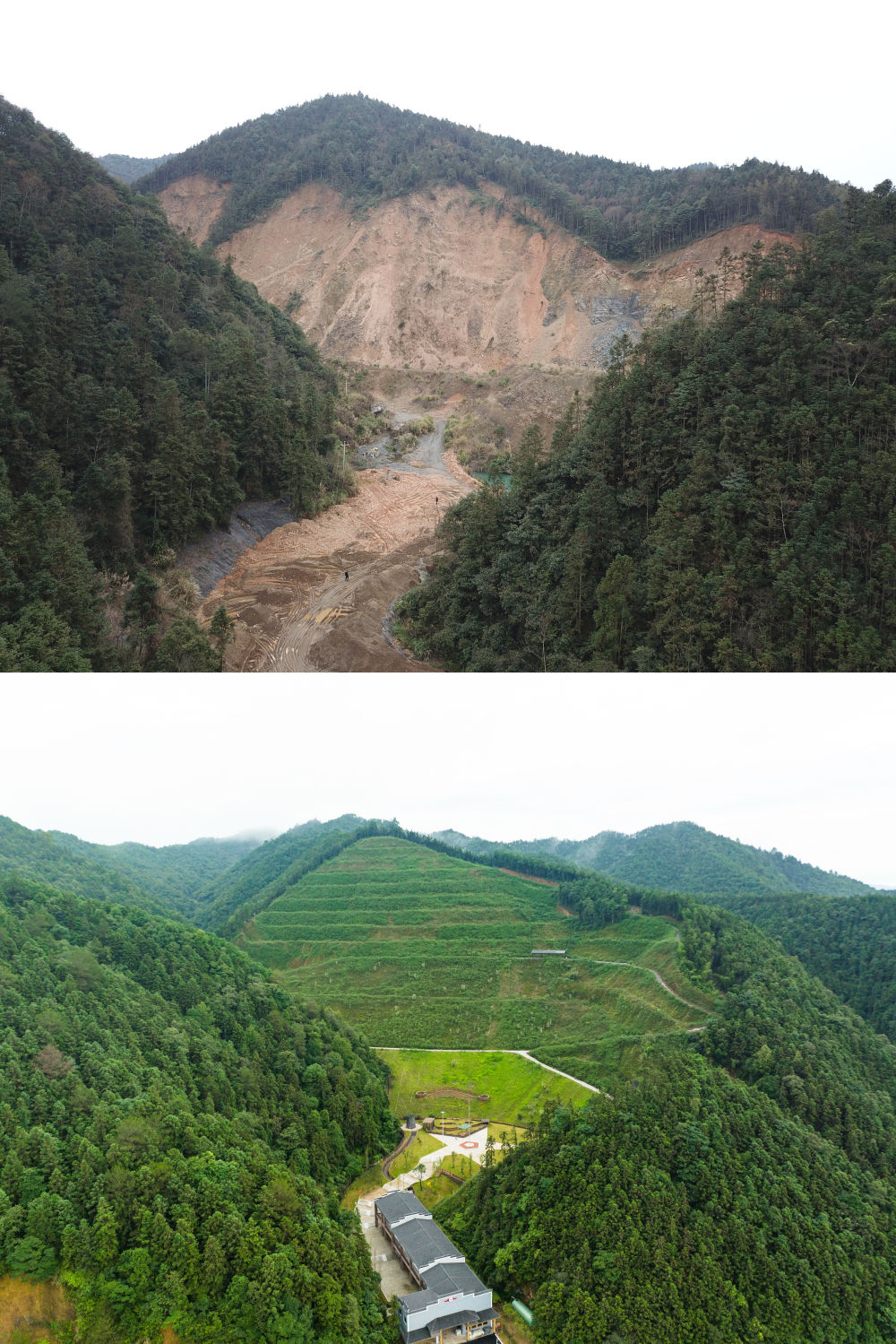 四中全会精神在基层| 荒山“焕新”记