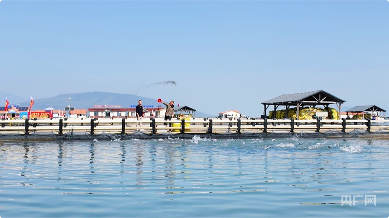 行进的海岸线|潮起三都澳:一尾“金黄”跃居全国八成市场