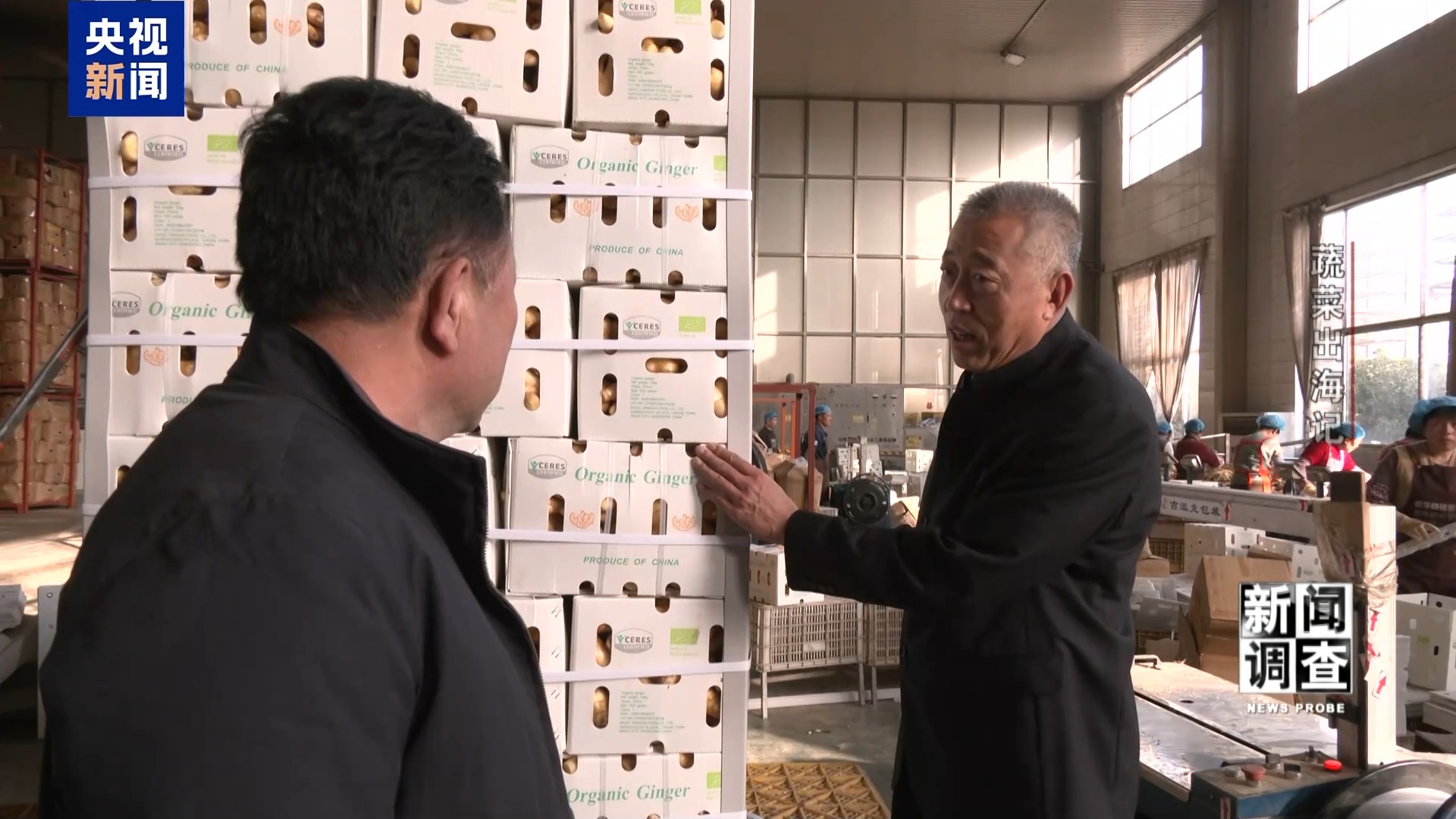 新闻调查丨从追标准到定标准 “中国蔬菜出口第一县”做对了什么? 新闻调查丨从追标准到定标准 “中国蔬菜出口第一县”做对了什么?