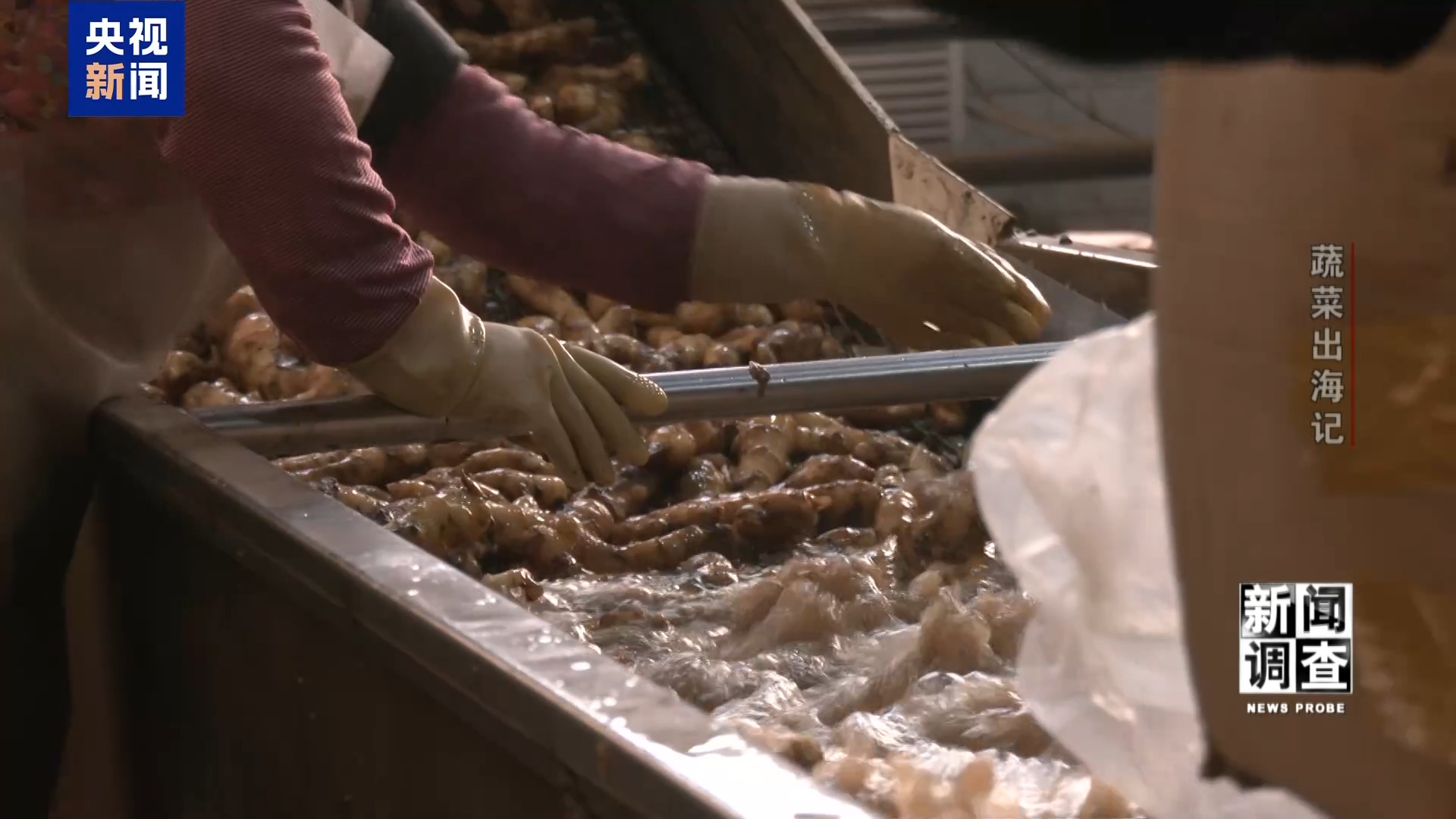 新闻调查丨从追标准到定标准 “中国蔬菜出口第一县”做对了什么? 新闻调查丨从追标准到定标准 “中国蔬菜出口第一县”做对了什么?