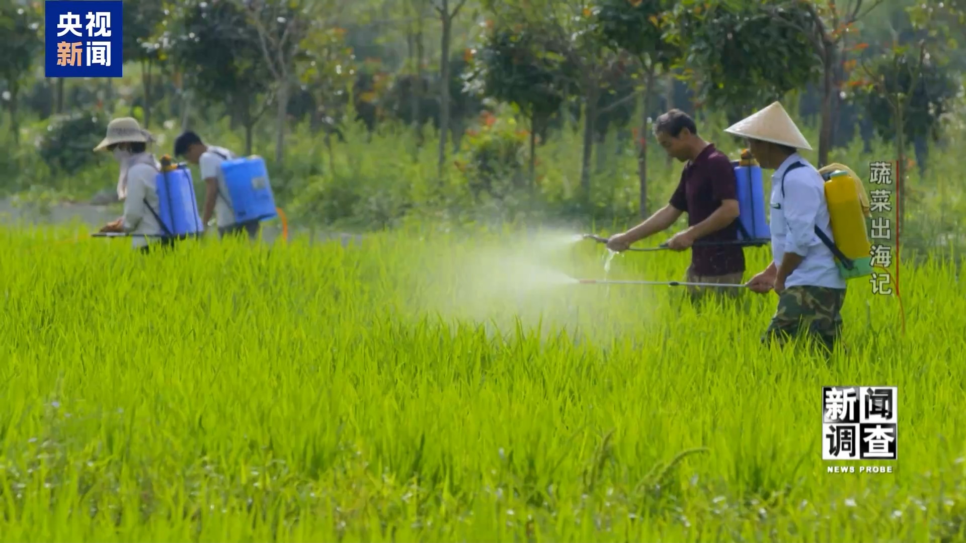 新闻调查丨从追标准到定标准 “中国蔬菜出口第一县”做对了什么? 新闻调查丨从追标准到定标准 “中国蔬菜出口第一县”做对了什么?