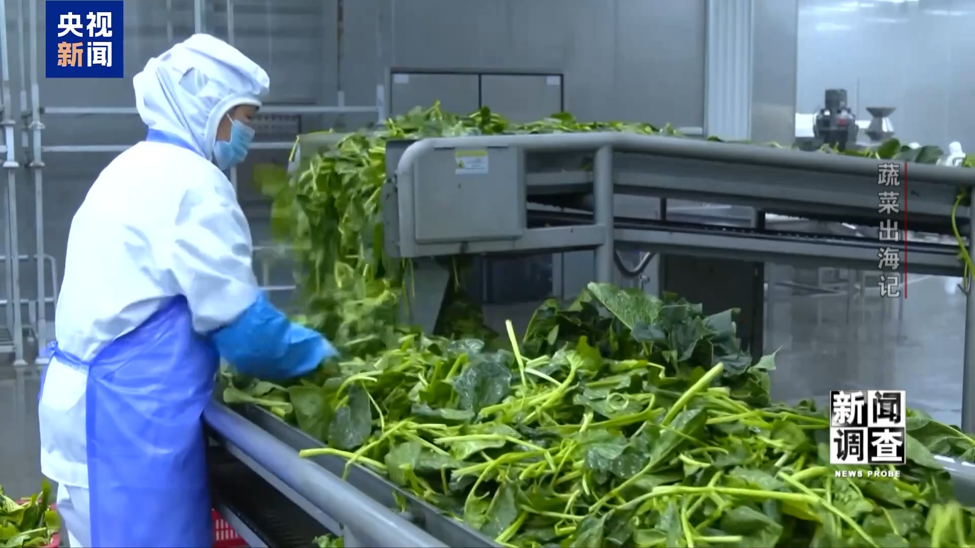 新闻调查丨从追标准到定标准 “中国蔬菜出口第一县”做对了什么? 新闻调查丨从追标准到定标准 “中国蔬菜出口第一县”做对了什么?