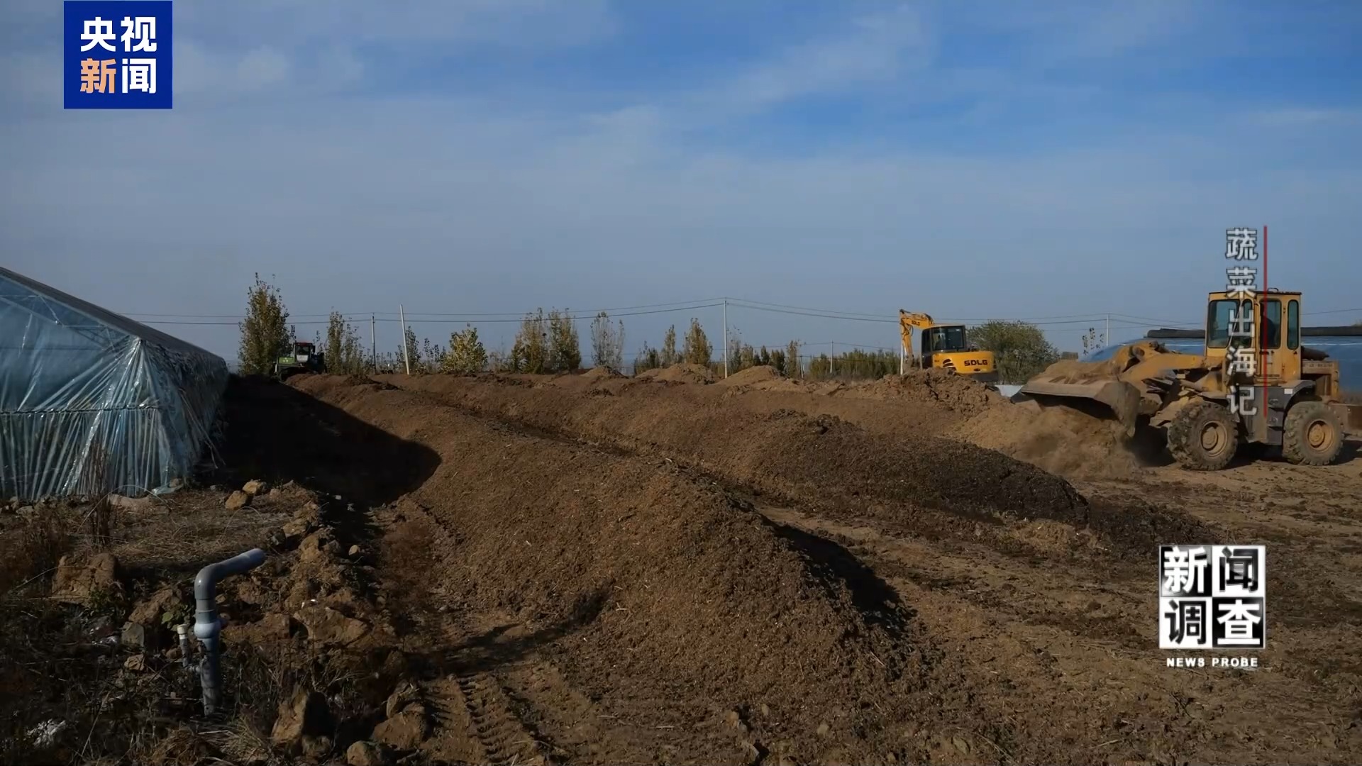 新闻调查丨从追标准到定标准 “中国蔬菜出口第一县”做对了什么? 新闻调查丨从追标准到定标准 “中国蔬菜出口第一县”做对了什么?