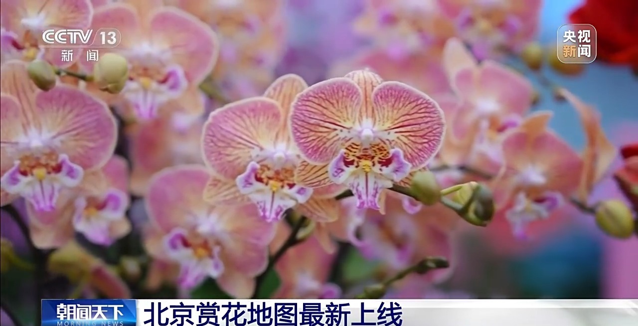 视频丨精准控制温度光照 看科技如何给年宵花“调生物钟”