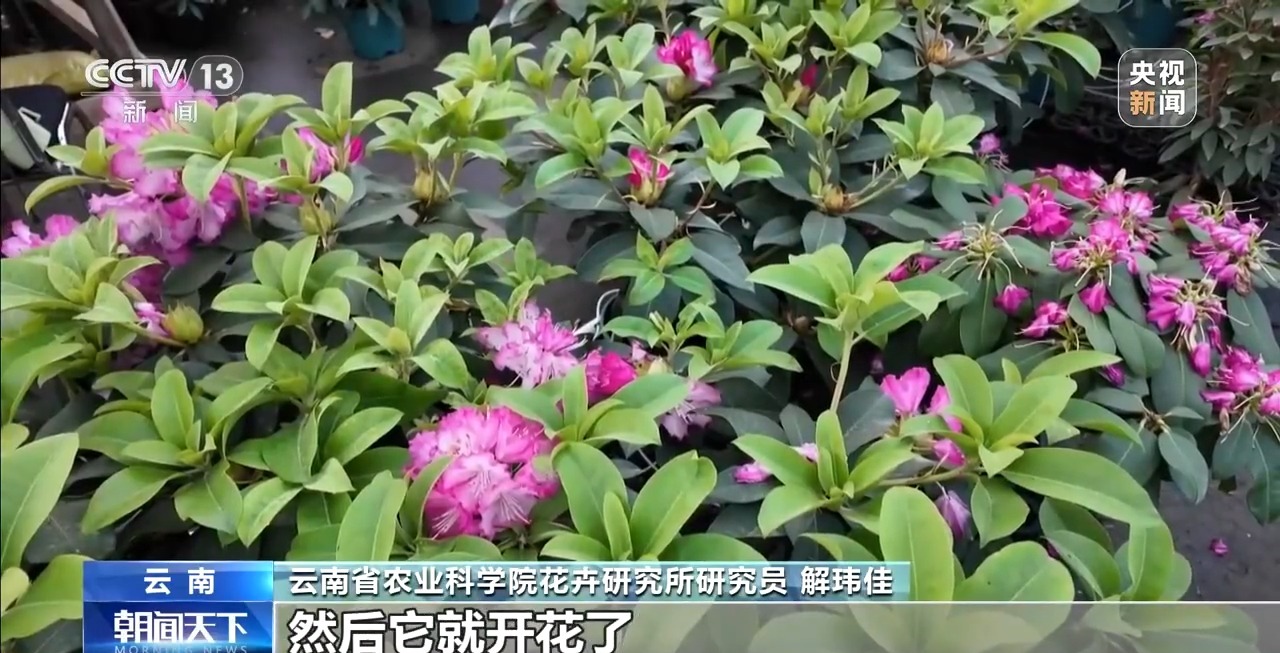 视频丨精准控制温度光照 看科技如何给年宵花“调生物钟”