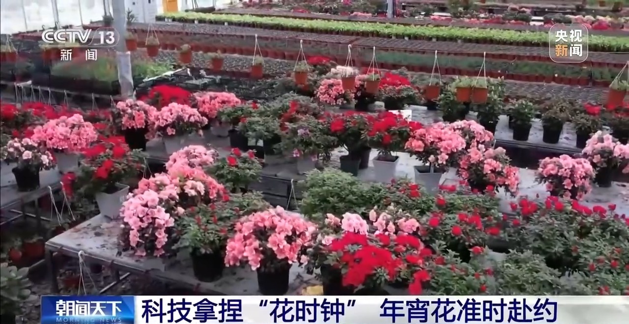 视频丨精准控制温度光照 看科技如何给年宵花“调生物钟”